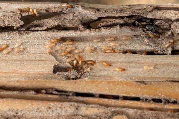 Trusted Fulton, MO Pest Control Experts